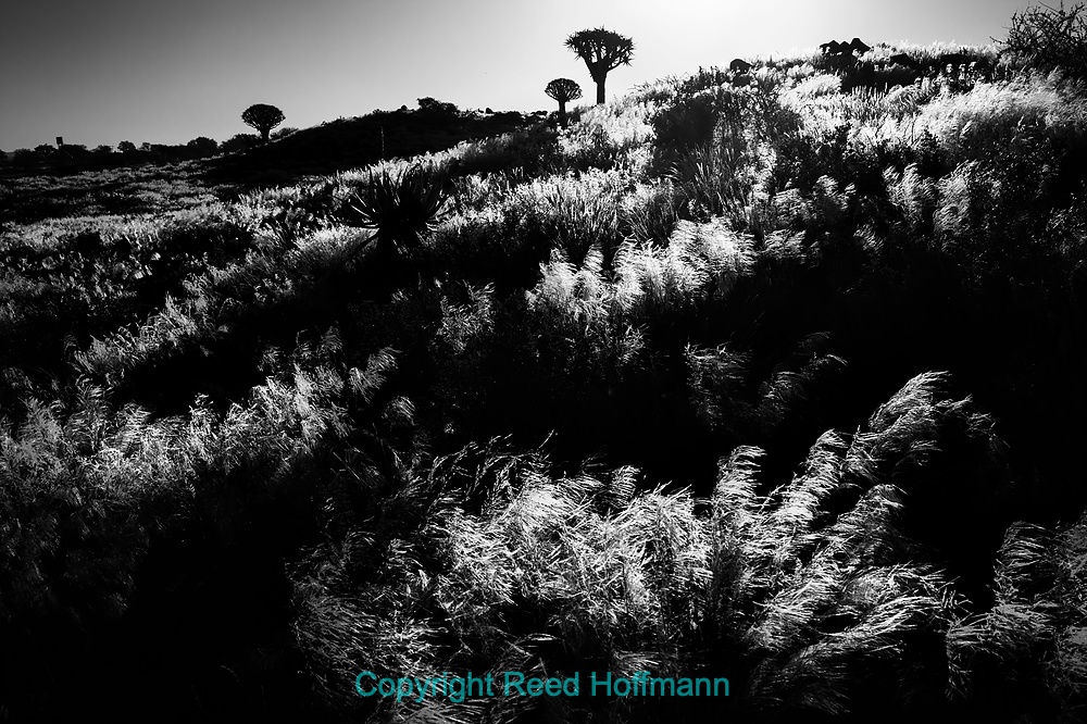 20250423_NamibiaD01_043E_1.DNG