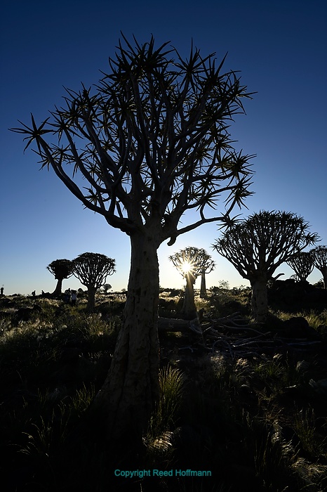 20250423_NamibiaD01_065.NEF