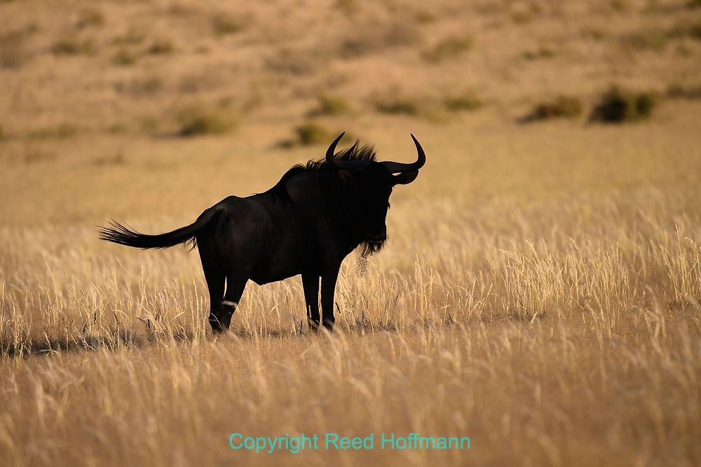 20250425_NamibiaD03_091E.DNG