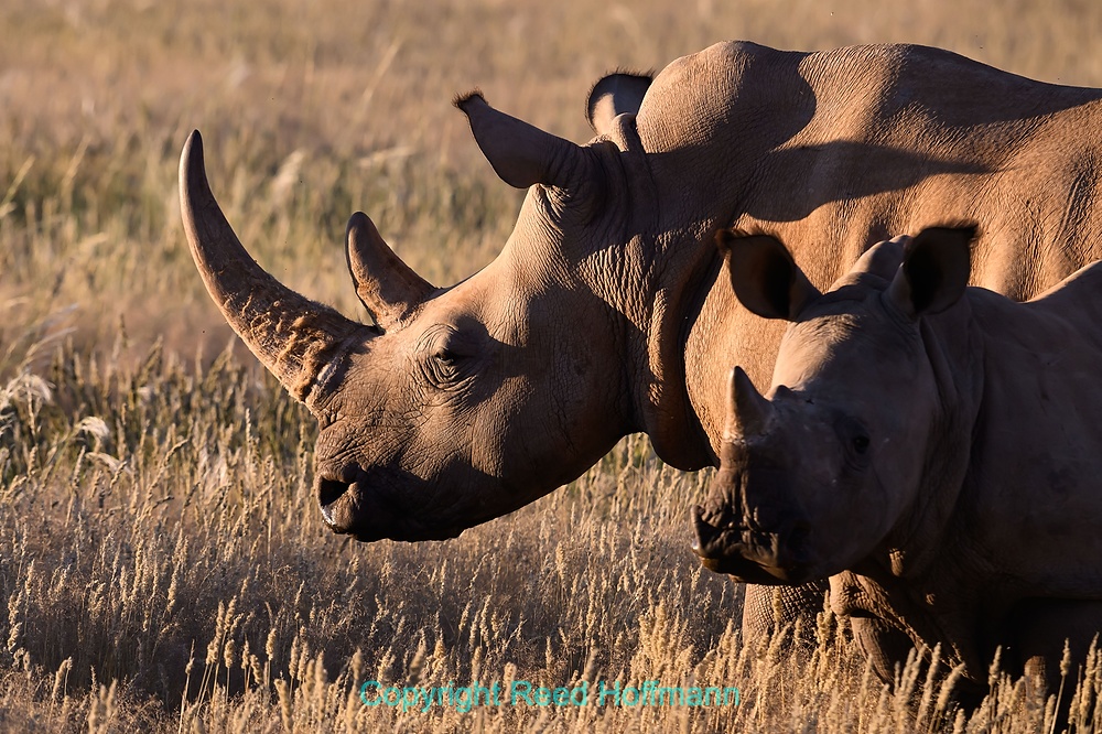 20250425_NamibiaD03_136E.DNG