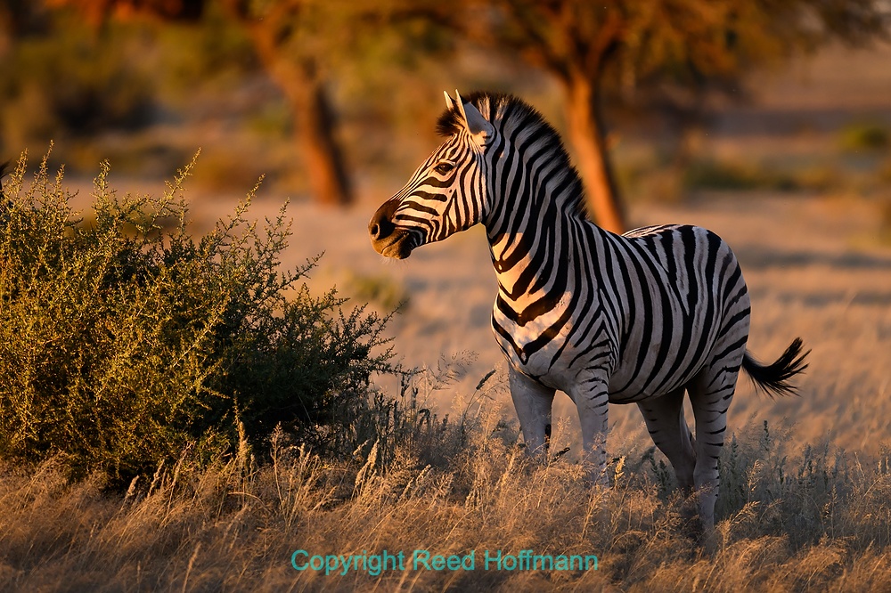 20250425_NamibiaD03_175E.DNG