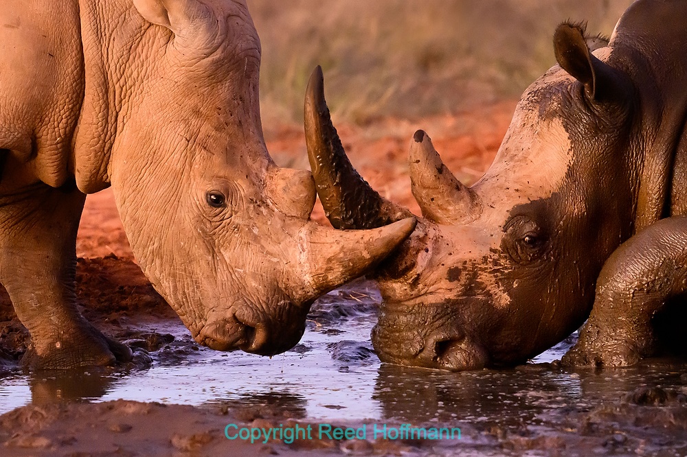 20250425_NamibiaD03_307EEE.DNG