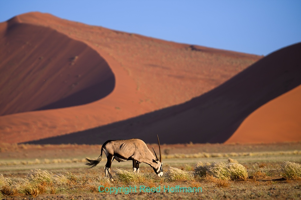 20250426_NamibiaD04_183E.DNG