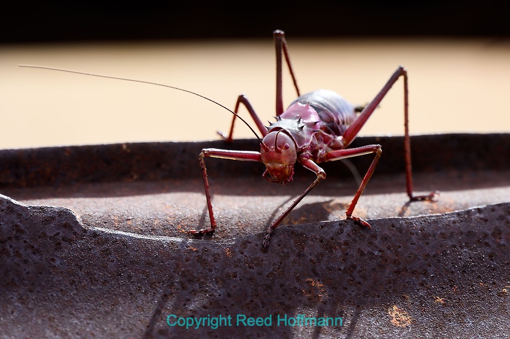 20250428_NamibiaD06_048E.DNG