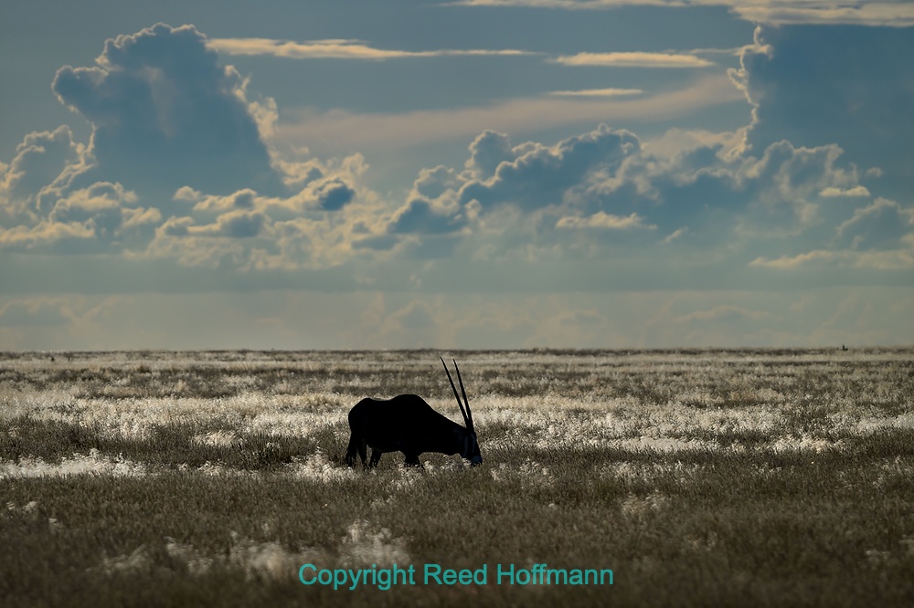 20250429_NamibiaD07_187E.DNG