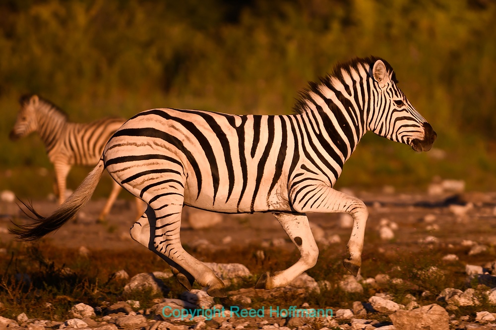 20250501_NamibiaD09_128E.DNG