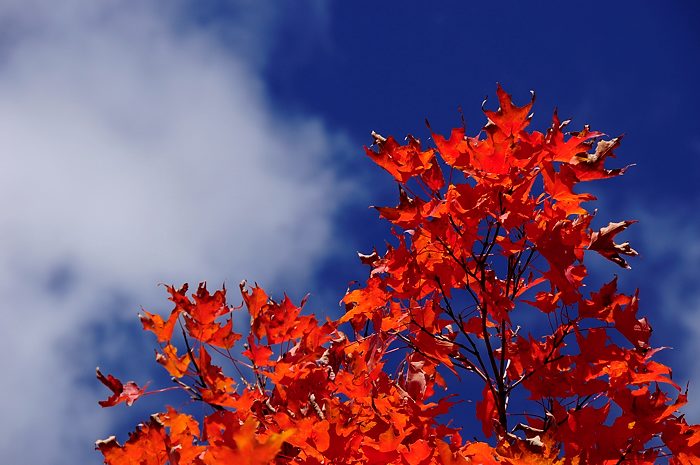 Grab your Polarizer, it’s Fall