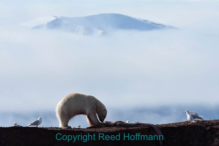 Photography in the Arctic