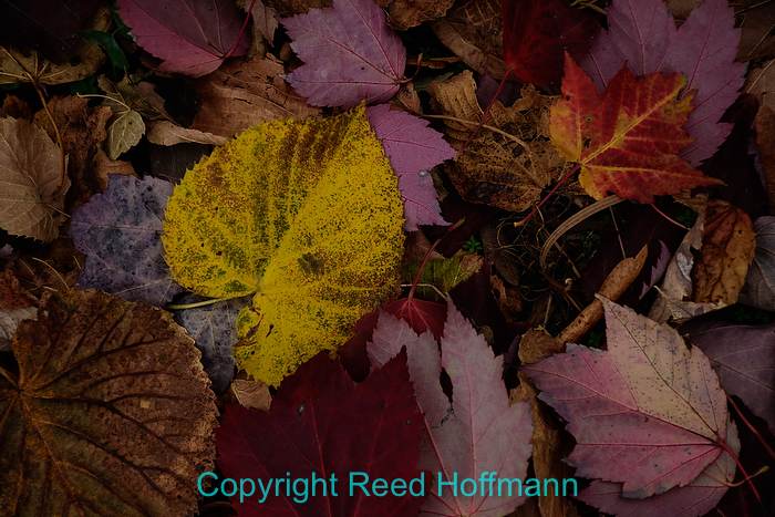 The Challenge of Photographing Fall Color