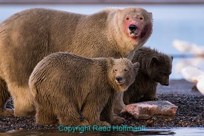 Alaska Polar Bear Adventure