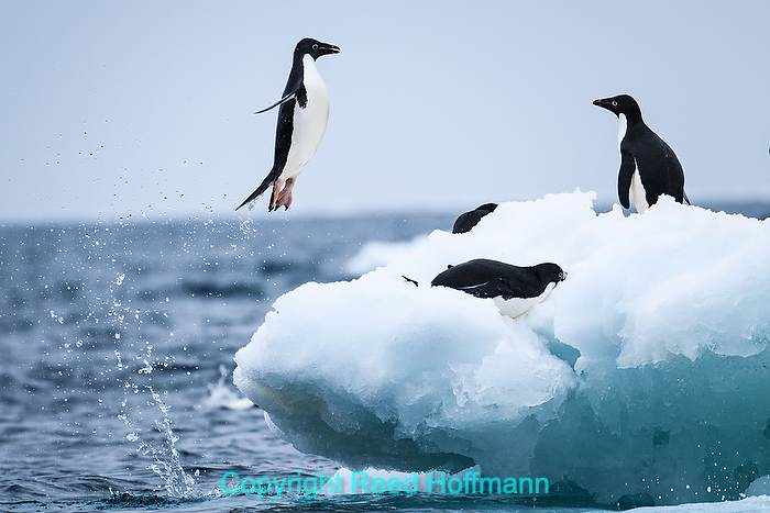 Antarctica Photography Part 2 – The Peninsula