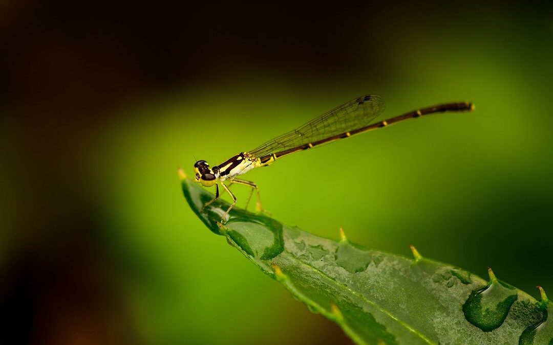 Teleconverter with Macro Lens?