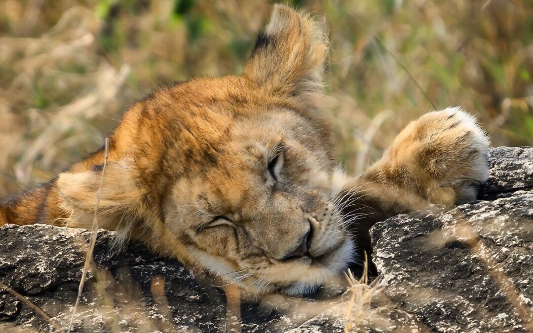 My One “Must-have” Wildlife Photography Accessory