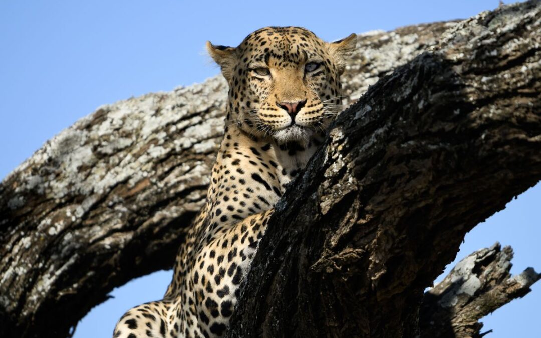 Serengeti Photo Safari