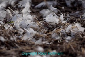 Predators in the area have no problem finding meals at this time, as evident by the many piles of fresh feathers and bones that can be seen. Nikon D5300, ISO 200, 1/1250 at f/5.6, EV -0.7, 500mm f/4 lens. Photo copyright Reed Hoffmann.