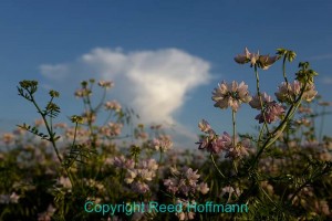 Lying down in the grass gave me a low enough angle to put these flowers against the sky. Nikon D610, Sunny white balance, ISO 125, 1/320 at f/8, EV -0.7, 24-120mm lens at 38mm.  Photo copyright Reed Hoffmann.