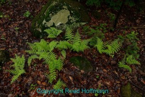 The forest floor can be rich in photo subjects, and ferns are always great fun to shoot because of their shape. Heavily underexposing really helped their color to pop out from the surrounding ground cover. Nikon D800, Aperture Priority, ISO 320, 1/160 at f/5, EV -2.0, 16-35mm lens at 22mm. Photo copyright Reed Hoffmann.