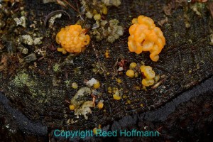 This bright mold growing on a tree stump caught my eye as I walked past. Despite not having a close-up lens I was able to get this framing. I intentionally kept the curve of the bark along the bottom as a compositional element. Nikon D7100, Aperture Priority, ISO 200, 1/320 at f/3.5, EV -1.3, 50mm f/1.8 lens at 50mm. Photo copyright Reed Hoffmann.