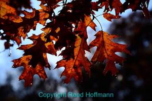 Putting the sun behind these leaves brings out their color and texture, and the small grouping makes it easier to focus on the details. Nikon D610, Aperture Priority, ISO 200, 1/1000 at f/6.3, EV -1.0, Nikon 24-120mm f/4 lens at 120mm. Photo copyright Reed Hoffmann.