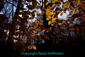 Walking into the woods, I found this patch of leaves at just the right angle to catch the light of the low sun. That made them stand out against the starkness of the surrounding area. Nikon D610, Manual exposure mode, ISO 400, 1/125 at f/16, Nikon 24-120mm f/4 lens at 24mm. Photo copyright Reed Hoffmann.