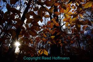 By shifting my framing just a bit, I was able to let the sun start to show at the edge of a tree trunk. That paired with a small aperture created the starburst effect. Nikon D610, Manual exposure mode, ISO 400, 1/125 at f/16, Nikon 24-120mm f/4 lens at 24mm. Photo copyright Reed Hoffmann.