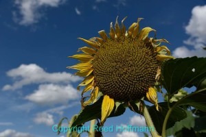 Great sky, wilted sunflower. Not what we had hoped for. And being front-lit (sun behind me) doesn't add much drama to the photo. Nikon D810, Manual, ISO 100, 1/640 at f/7.1, EV -0.7, Nikon 24-120mm lens at 30mm. Photo copyright Reed Hoffmann.