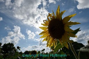 Now with the sun behind the sunflower, I've got a much more interesting picture. But that also means the front of the flower is in shadow. Nikon D810, Manual, ISO 100, 1/320 at f/16, EV -0.7, Nikon 16-35mm lens at 19mm. Photo copyright Reed Hoffmann.