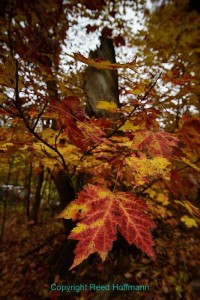 Strong foreground element, supporting background. Nikon D5500, Aperture Priority, ISO 200, 1/80 at f/6.3, EV -0.3, Nikon 10-24mm lens at 14mm. Photo copyright Reed Hoffmann.