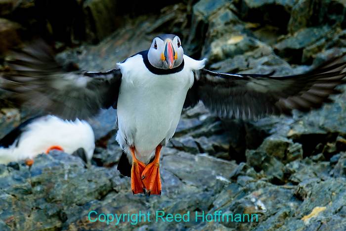 When I've got a fast-moving subject, I love to use Dynamic, and my default is 21-point. That way as the puffin jumps off the cliff I can worry about keeping it in the frame, and less about keeping a single point on it. Nikon D7200, Aperture Priority, ISO 400, 1/500 at f/5.6, EV -0.7, Nikkor 80-400mm f/4.5-5.6 lens at 350mm. Photo copyright Reed Hoffmann.